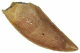 Serrated, Raptor Tooth - Real Dinosaur Tooth #260995-1